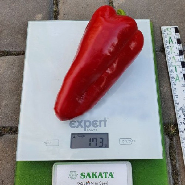 Поло F1 семян перца сладкого (Sakata)