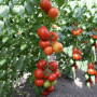 Пріос F1 насіння помідора індетермінантного (Ergon seeds)