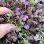 Ред Мікс (5 врожаїв) набір насіння мікрозелені (Agrocity)