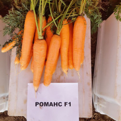 Романс F1 (1,8-2,0) семян моркови Нантес средней 110-120 дн. 18-21 см (Nunhems)