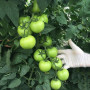 Ронда F1 насіння томата індетермінантного (Ergon seeds)
