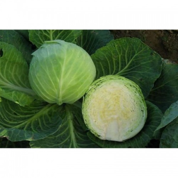 Цукрова голова насіння капусти білоголової (GL Seeds)