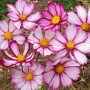 Сенсейшин Пікоті насіння космеї (Floragran)