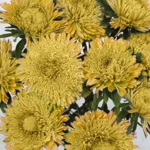 Шанхайська троянда жовта (Yellow) насіння айстри (Satimex)