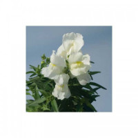 Снеппи F1 белый (white) семена антиринума карликового (Hem Genetics)