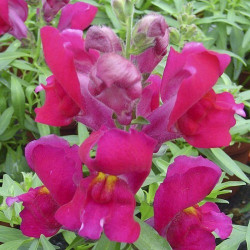 Снеппі F1 фіолетовий (violet) насіння антірінума карликового (Hem Genetics)