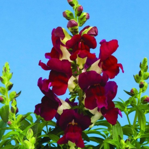 Снептіні F1 бургунди біколор (burgundy bicolor) насіння антирринуму (Syngenta)