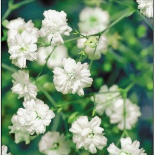 Сніжинка насіння гіпсофіли (GL Seeds)