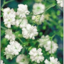 Сніжинка насіння гіпсофіли (GL Seeds)