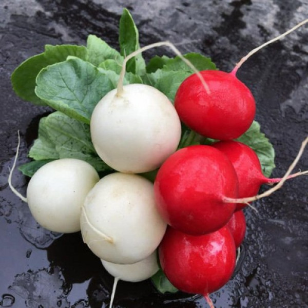 Вайтелла F1 (3,0-3,2) семена редиса раннего белого (Hazera)