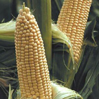 Вега F1 насіння кукурудзи суперсолодкої Sh2 (May Seeds)