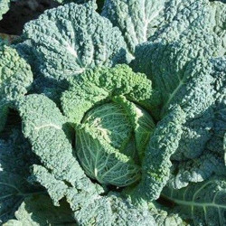 Вертю насіння капусти савойської (Satimex)