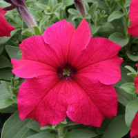 Виртуоз Дип Роуз семена петунии крупноцветковой (Kitano Seeds)