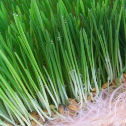 Ячмінь насіння мікрозелені (Agrocity)