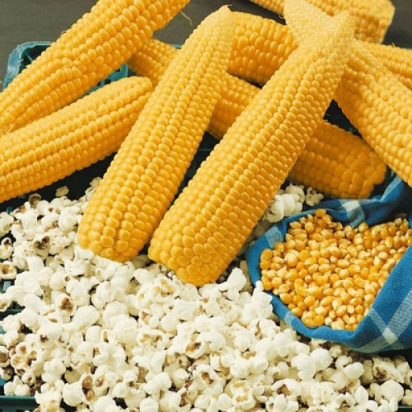 Янтарь семян кукурузы попкорн средней 11-15см (Moravoseed)