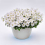Перлина біла (white) насіння дзвоника (Benary)