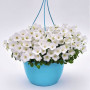 Перлина біла (white) насіння дзвоника (Benary)