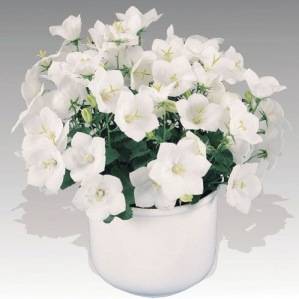 Перлина біла (white) насіння дзвоника (Benary)