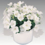 Перлина біла (white) насіння дзвоника (Benary)