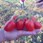 1785 F1 насіння помідора детермінантного (Heinz/Lark Seeds)