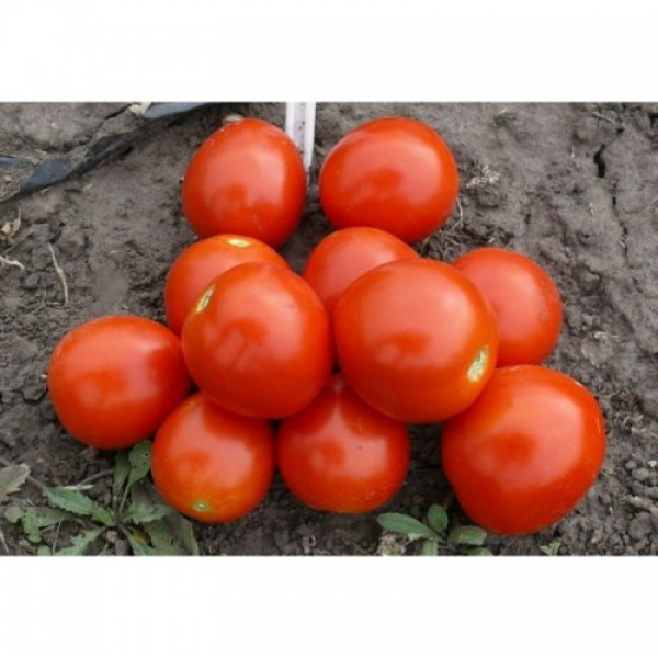 1855 F1 насіння томата детермінантного (Lark Seeds)