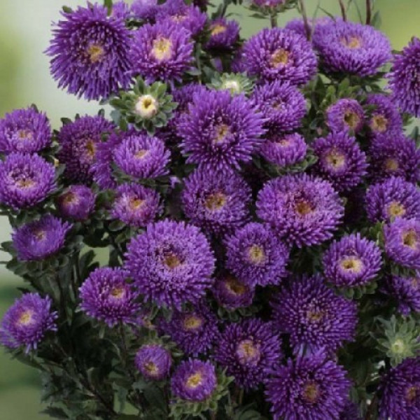 Арлекін фіолетовий (Purple) насіння айстри (Satimex)