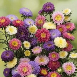 Арлекін суміш (Mix) насіння айстри (Satimex)