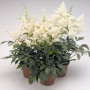 Астарі (Астаре) біла (white) насіння астільби (Benary)