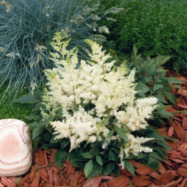 Астарі (Астаре) біла (white) насіння астільби (Benary)