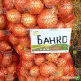 Банко семян лука репчатого позднего 115-120 дн. до 300 гр. желтой (Syngenta)