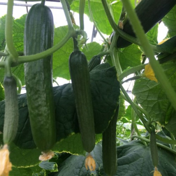Базіс F1 насіння огірка партенокарпічного (Lark Seeds)