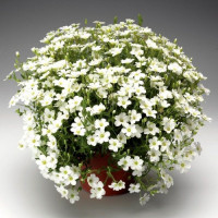 Близзард Компакт семян армерии белой (white) (Syngenta)