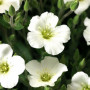 Бліззард Компакт насіння армерії білої (white) (Syngenta)