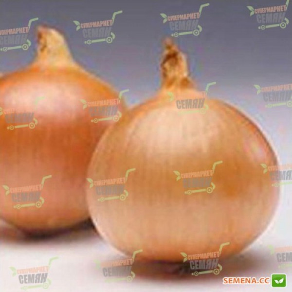 Братц F1 семян лука репчатого желтого (Syngenta)