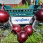Дарко F1 семена лука репчатого красного (Syngenta)