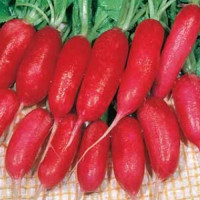 Ескарлата насіння редису 30-35 дн. (Hortus)