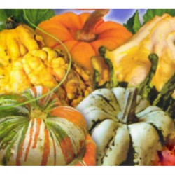 Фаберже насіння гарбуза декоративного міні суміш (GL Seeds)