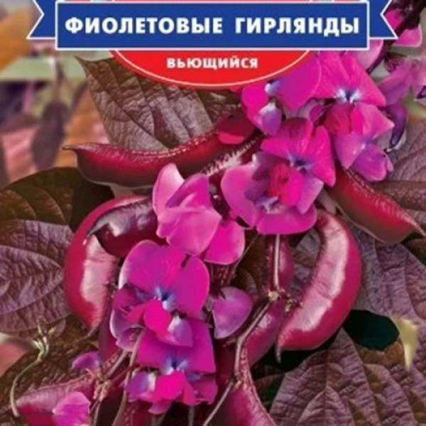Фіолетові гірлянди насіння доліхосу вьюнкого (GL Seeds)
