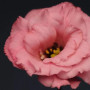 Флер F1 (Flare F1) rose deep насіння еустоми на зріз махр. (Pan American)