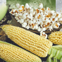 Гостинец семян кукурузы попкорн средней 20 см (Seedera)