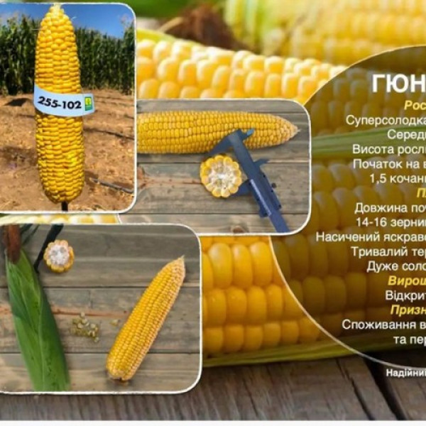Гюнес F1 насіння кукурудзи суперсолодкої Sh2 ранньої 23-25 см 14-16 р. (Yuksel)