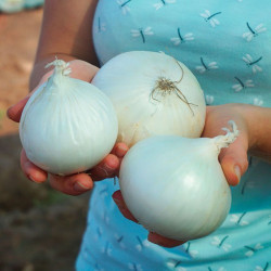 Гідрас F1 насіння цибулі ріпчастої озимої (Cora Seeds)