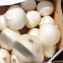 Гидрас F1 семена лука репчатого озимого (Cora Seeds)