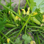 Ренды F1 (INX 5286 F1) семена кабачка (Innova Seeds)
