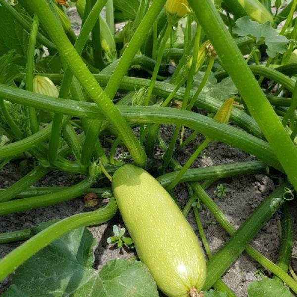Ренды F1 (INX 5286 F1) семена кабачка (Innova Seeds)