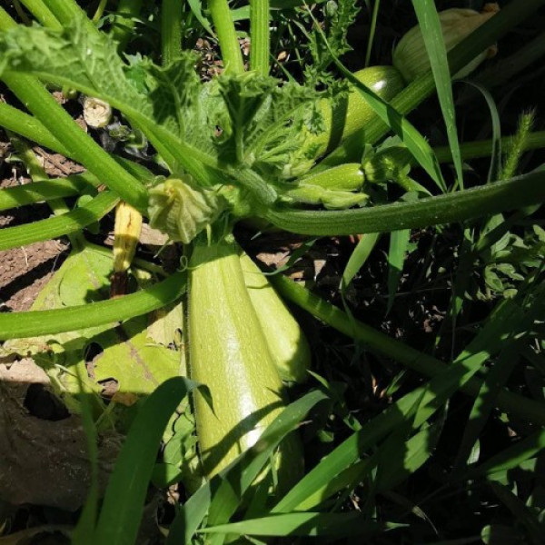 Ренды F1 (INX 5286 F1) семена кабачка (Innova Seeds)