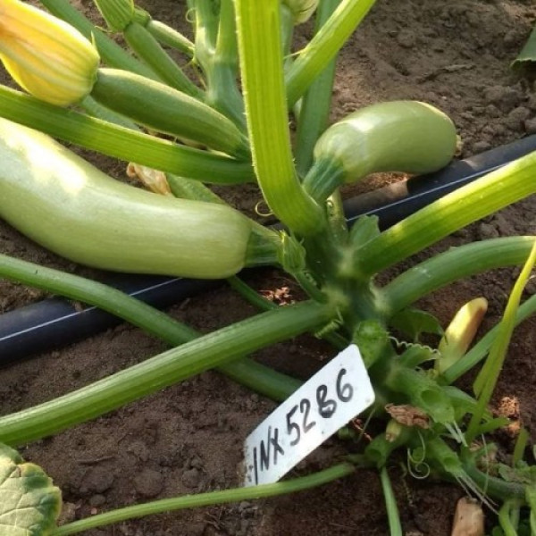 Ренды F1 (INX 5286 F1) семена кабачка (Innova Seeds)