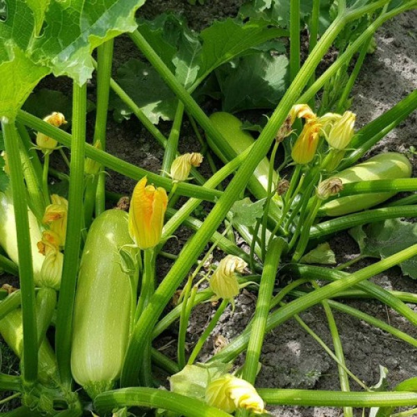 Ренды F1 (INX 5286 F1) семена кабачка (Innova Seeds)