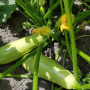 Ренды F1 (INX 5286 F1) семена кабачка (Innova Seeds)