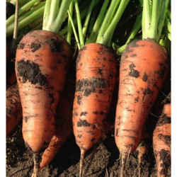 Йорк F1 (1,8-2) семена моркови (Lark Seeds)